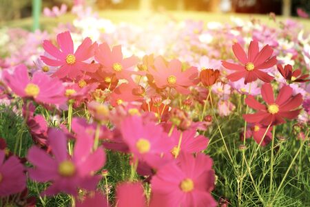 Selective focus on crowd of colorful daisy flowers in the fieldの写真素材