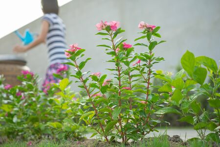 Selective focus on the blossom flowers and plant with blurred young Asian girl watering in backgroundの写真素材
