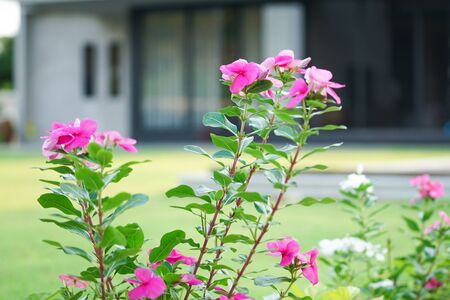 Closeup blossom flowers grow in the garden of backyard with blurred modern house in backgroundの写真素材