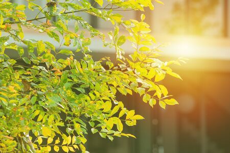 Closeup branches of green leaves from the tree with blurred modern house in backgroundの写真素材