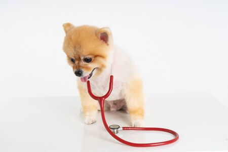 Portrait of little Pomeranian dog sits on the table with stethoscope isolated on white background. Studio shot of adorable puppy at animal hospital.の写真素材
