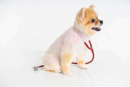 Portrait of little Pomeranian dog sits on the table with stethoscope isolated on white background. Studio shot of adorable puppy at animal hospital.の写真素材