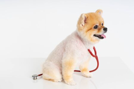 Portrait of little Pomeranian dog sits on the table with stethoscope isolated on white background. Studio shot of adorable puppy at animal hospital.の写真素材