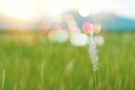 Selective focus on closeup flower grass with blurred rice farm and mountain in backgroundの写真素材