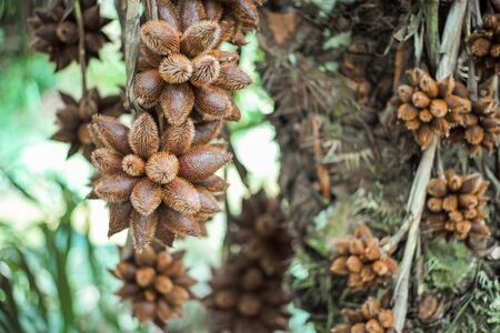 Closeup crowd of fresh salak, or Snake fruit, hanging from the salacca tree with blurred group of salak fruits in backgroundの写真素材
