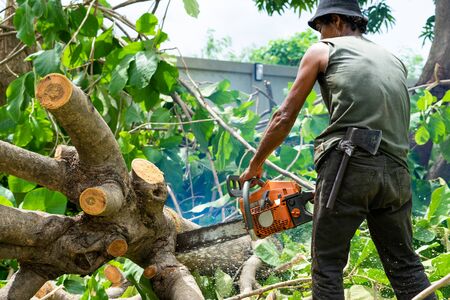 Arborist cutting the log by chainsaw machine with sawdust splash around. Motion blurred of sawing chainsawの写真素材