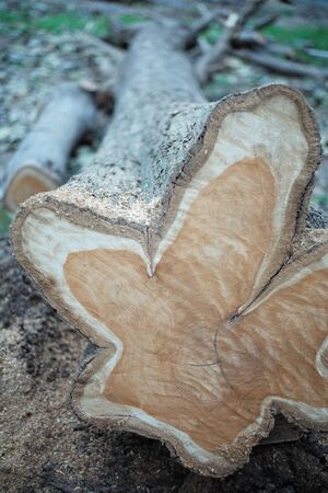 Closeup view on aged ring of wood stump after being cut down with sawdust on groundの写真素材