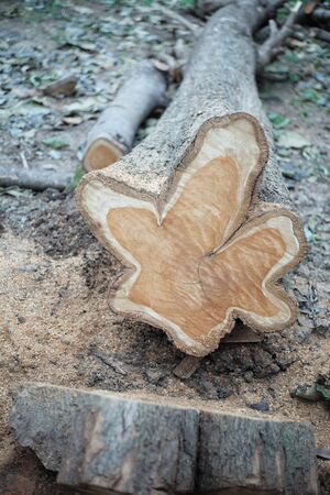 Closeup view on aged ring of wood stump after being cut down with sawdust on groundの写真素材