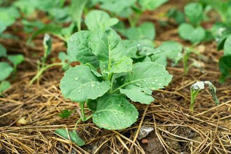 Closeup young broccoli with droplets of rain grows in the ground covered with straw with blurred...
