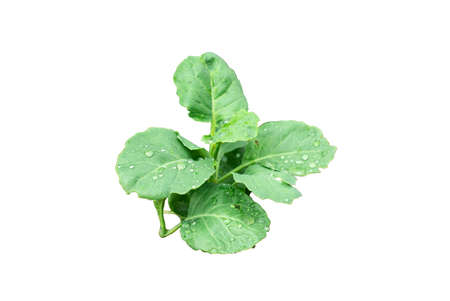 Closeup young broccoli with droplets of rain isolated on white backgroundの写真素材