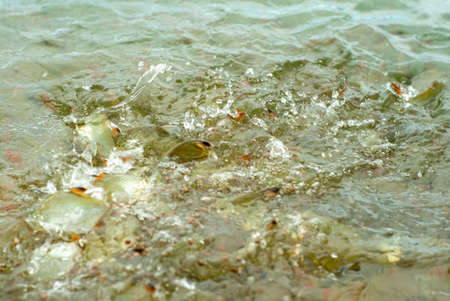 Motion blurred crowd of carp fish eating the food with splash of water aroundの写真素材