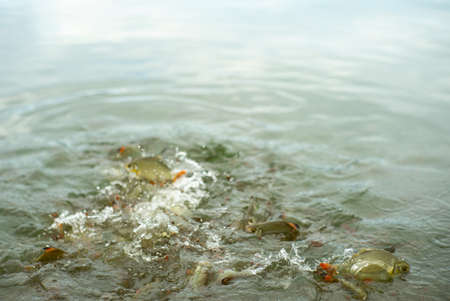 Motion blurred crowd of carp fish eating the food with splash of water aroundの写真素材
