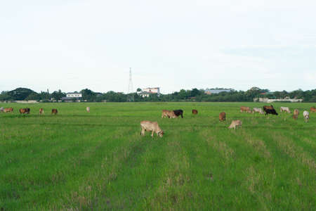 Group of cows eat the grass in the large field with cityscape backgroundの写真素材