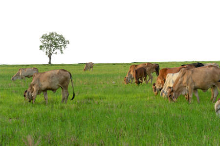 Group of cows eat the grass in the large field isolated on white backgroundの写真素材