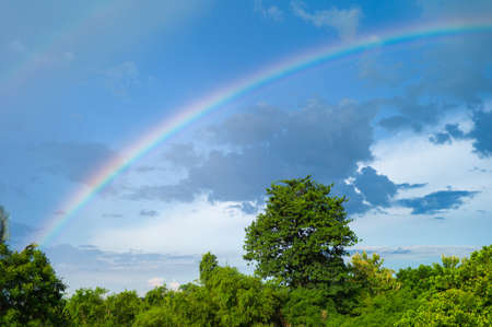 Abstract background of rainbow after raining with landscape of trees and blue sky backgroundの写真素材