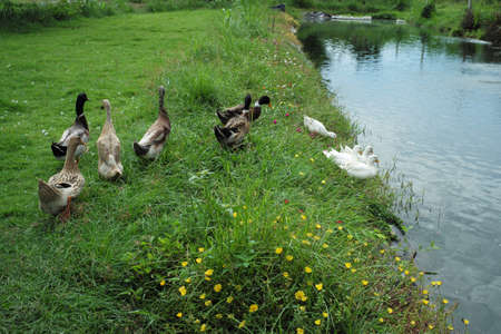 Group of ducks and gooses walking in the field at the outdoor farmの写真素材