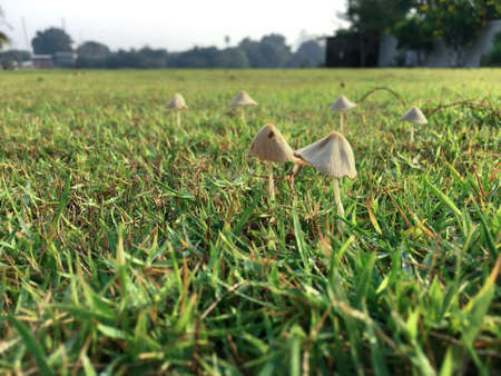 Selective focus on the mushrooms grow from the grass field at the backyard with dew drop on the leave of grass.の写真素材