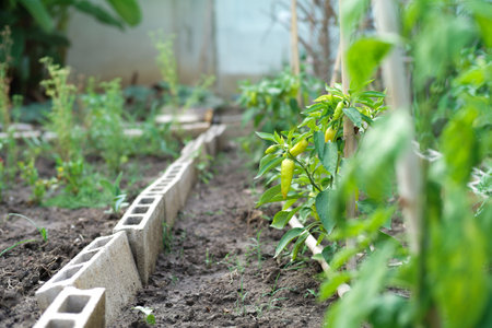 Selective focus on the green sweet pepper on the branch ready for harvestingの写真素材