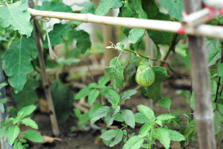 Closeup eggplant hanging from the branch in the vegetable garden at the backyardの写真素材