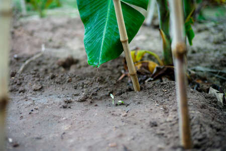 Selective focus on the young little tree grows from the seed under the ground