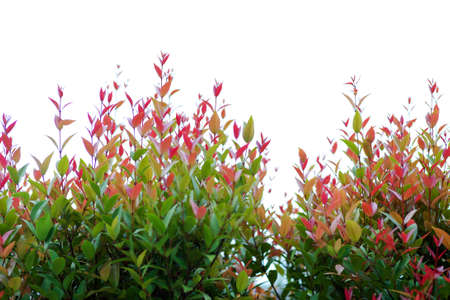 Closeup top of bush isolated on the clear sky background
