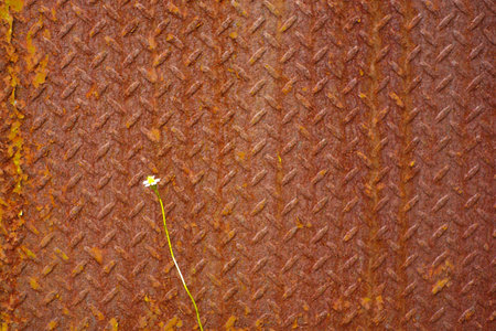 Blossom grass flower isolated on weathered rusted surface of aged steel plate. Oxidized metal sheet.
