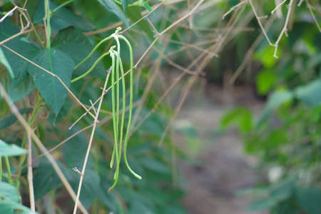 Yard long bean hanging from the branch of the tree in the outdoor plantation. Organic vegetable