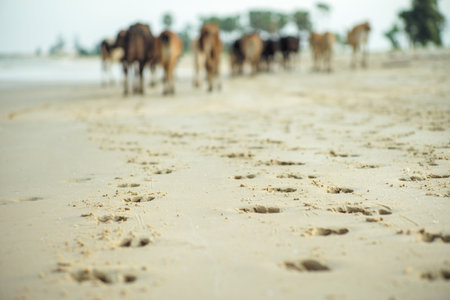 Closeup footprints of cows on the sand with blurred group of cows waling along the beachの写真素材