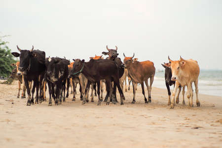 Group of cows walking along the beach for finding the food with blurred seascape in backgroundの写真素材
