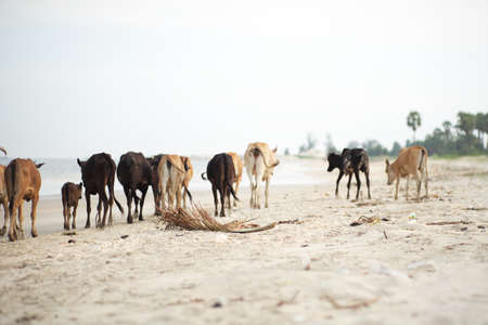 Selective focus on the dried coconut leaf on the beach with blurred group of walking cows in backgroundの写真素材