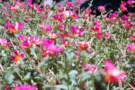Field of the pink blossom flowers with blurred foreground of the landscapeの写真素材