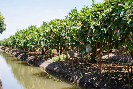 Perspective of rose apple farming with stream around the agricultural area. Irrigation technic in traditional farmの写真素材