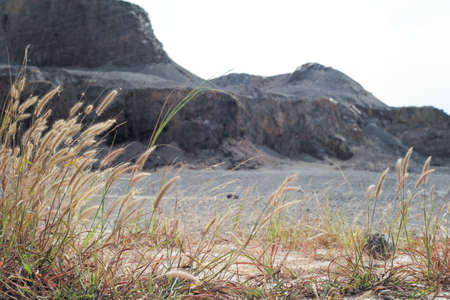Closeup group of weed grows on the arid land with rocky mountain backgroundの写真素材