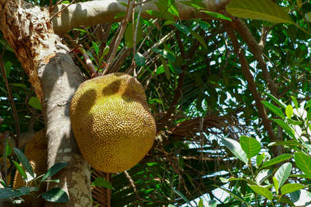 Closeup jackfruits hanging from the body of the tree in the organic farm with blurred group of baby jackfruit in backgroundの写真素材
