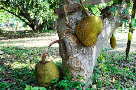 Closeup jackfruits hanging from the body of the tree in the organic farm with blurred group of baby...