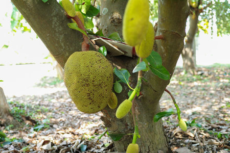 Selective focus on mature jackfruit hanging from the body of the tree in the organic farm with...