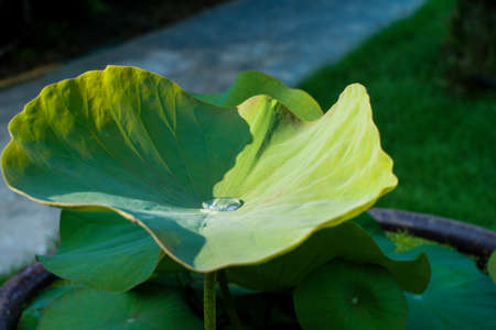 Closeup water drop on the surface of lotus leaf. Tropical plant in the pondの写真素材