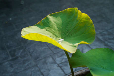 Closeup water drop on the surface of lotus leaf. Tropical plant in the pondの写真素材