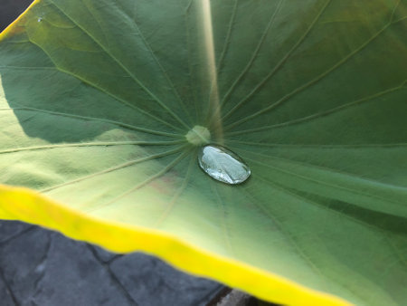 Closeup water drop on the surface of big lotus leaf with sunlightの写真素材