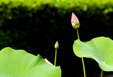 Selective focus on the blooming lotus with big green leaves isolated on the shadow of bush in backgroundの写真素材