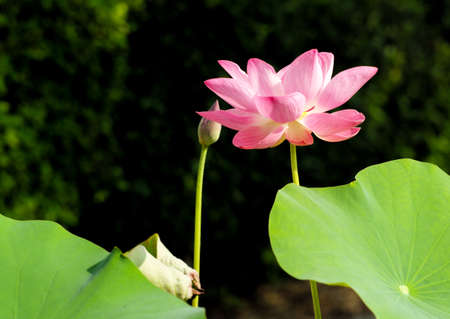 Closeup the blossom pink lotus with big green leaves isolated on the shadow of bush in backgroundの写真素材