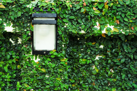 Selective focus on the outdoor lamp on the wall surrounded by the fig tree covered on the surface of cement wallの写真素材