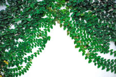 Many branches of climbing fig tree growing on the white wall with space for adding text. Wallpaper and template for card and presentationの写真素材