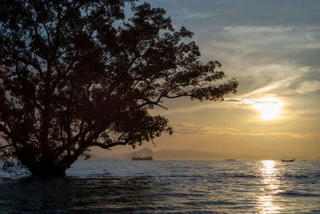 Sunrise in the cloudy sky in the morning with silhouette of big tree in foreground and many boats and ships floating on the sea with shadow of mountain with fog in backgroundの写真素材