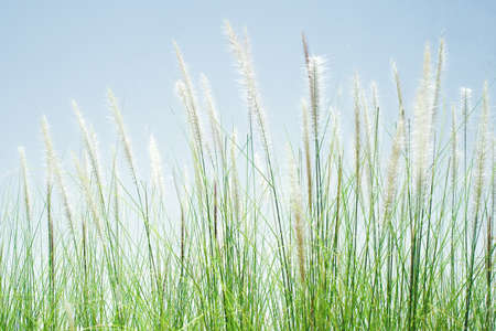 Closeup grass flowers with blue sky backgroundの写真素材