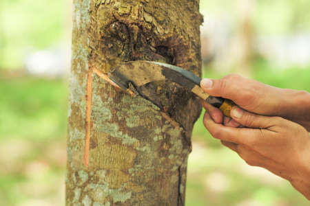 Farmer cutting the bark of rubber tree by a knife during harvesting the raw liquid rubber
