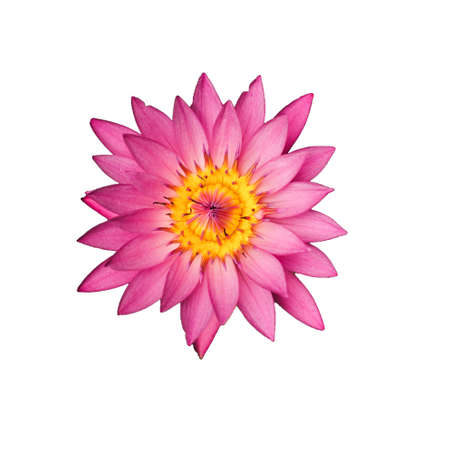 Top view of blossom pink lotus isolated on white background. Picture was focus on the yellow pollen of the flowerの写真素材