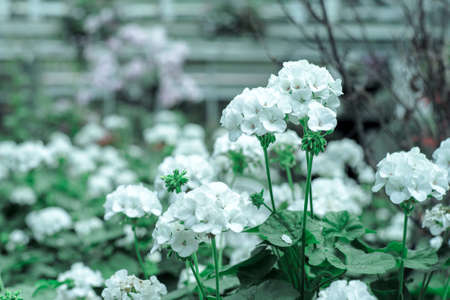 Selective focus on bouquet of pink blossom flowers in the farm with defocused foreground and background of blossom flowersの写真素材