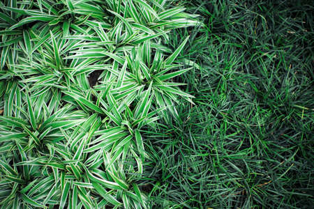 Toop view crowd of small bushes and meadow grow on the ground. Abstract texture and background of grass and plant in aerial viewの写真素材