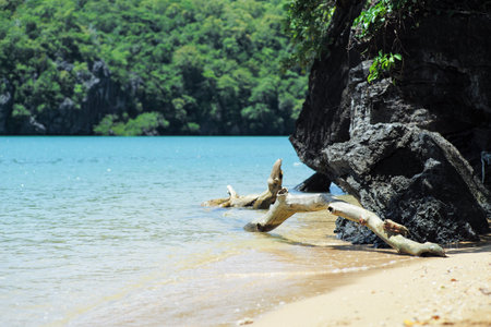 Dried branches on the beach with blurred trees on the island in background. Tropical environmentの写真素材